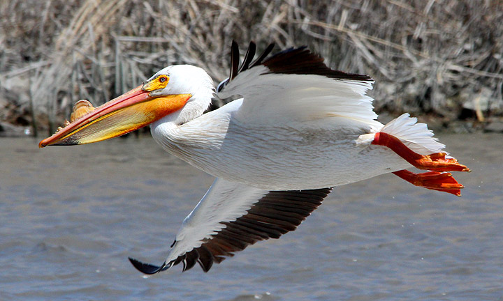 American White Pelican