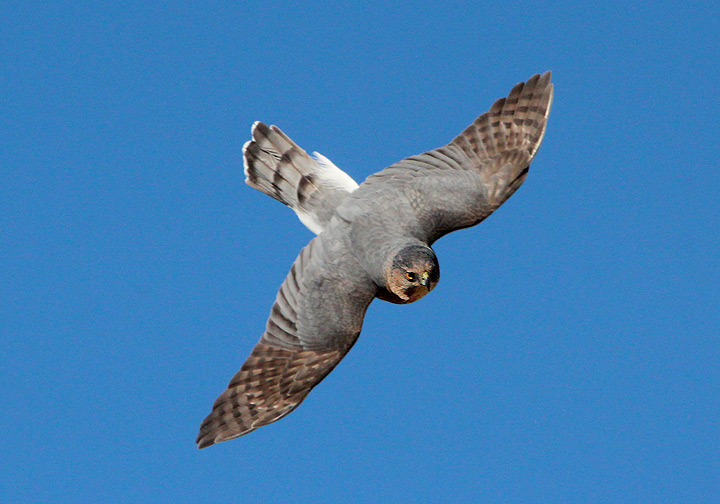 Cooper's Hawk