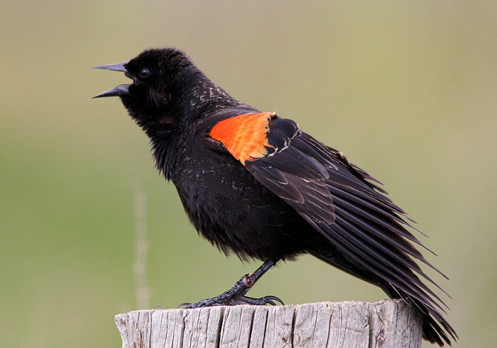 Red-winged Blackbird