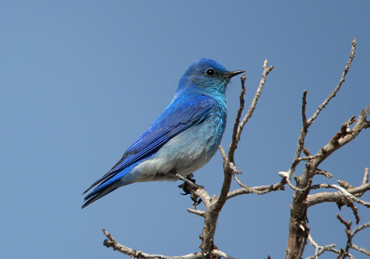 Mountain Bluebird