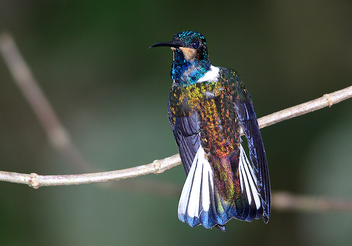 White-necked Jacobin