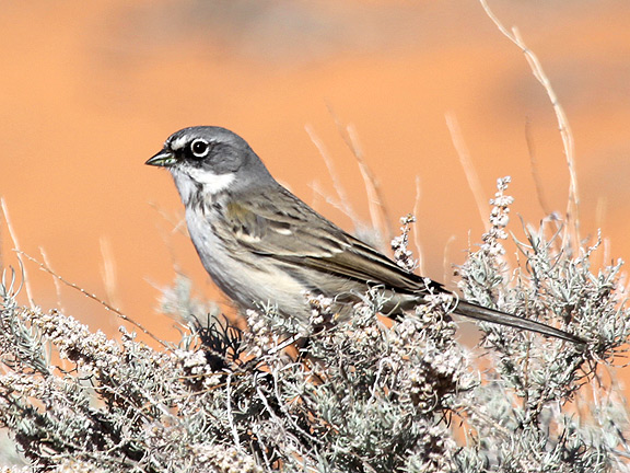 Sagebrush Sparrow