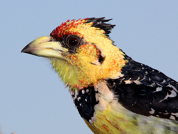 Crested Barbet