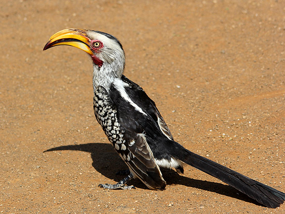 Southern Yellow-billed Hornbill