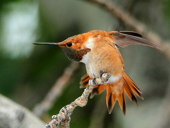 Rufous Hummingbird