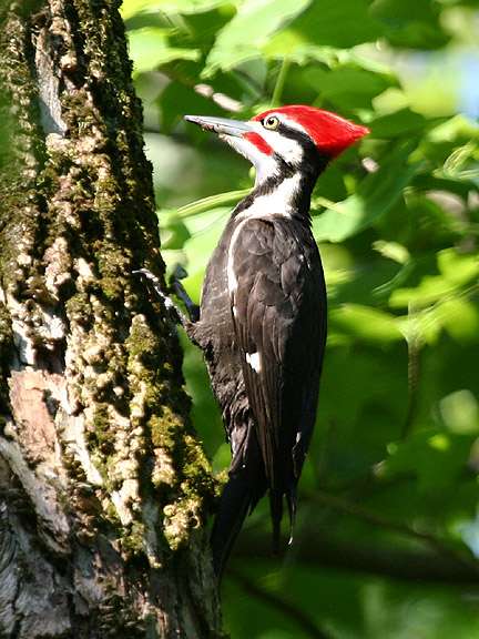 Pileated Woodpecker - Pileated Woodpecker - Tim Avery Birding.com