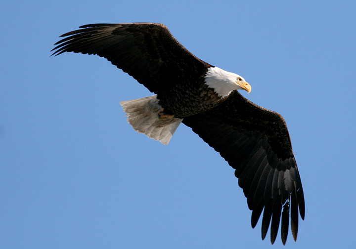 Bald Eagle Bald Eagle Tim Avery Photos Utah Birds