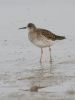 Filename=ruff_12.jpg
Filesize=44KB
Dimensions=432x576
Date added=Dec 28, 2008 ruff_12.jpg