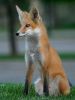 fox_02.jpg