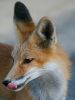 fox_08.jpg