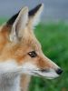 fox_10.jpg