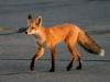 fox_11.jpg