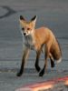 fox_12.jpg