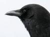 crow_02.jpg