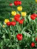 tulips_01.jpg