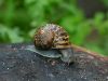 snail_03.jpg