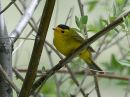 Filename=wilsons-warbler_01.jpg
Filesize=91KiB
Dimensions=576x432
Date added=Jun 02, 2011 wilsons-warbler_01.jpg