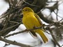 yellow-warbler_01.jpg