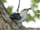 white-breasted-nuthatch_03.jpg