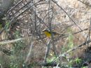 yellow-breasted-chat_01.jpg