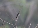white-collared-seedeater_01.jpg