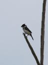 white-collared-seedeater_02.jpg