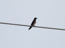 southern-rough-winged-swallow_02.jpg