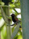 black-bellied-hummingbird_01.jpg
