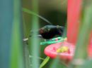 black-bellied-hummingbird_02.jpg