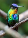 fiery-throated-hummingbird_01.jpg