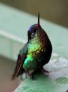 fiery-throated-hummingbird_08.jpg