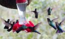 hummingbirds_01.jpg