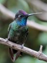 magnificent-hummingbird_01.jpg