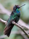 magnificent-hummingbird_02.jpg