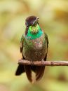 magnificent-hummingbird_03.jpg