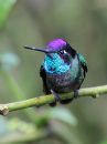 magnificent-hummingbird_05.jpg