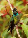 magnificent-hummingbird_06.jpg
