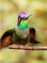 magnificent-hummingbird_07.jpg