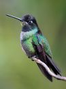 magnificent-hummingbird_09.jpg