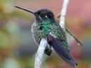 magnificent-hummingbird_10.jpg