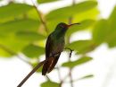 rufous-tailed-hummingbird_01.jpg