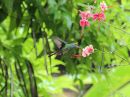 rufous-tailed-hummingbird_02.jpg