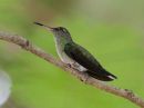 scaly-breasted-hummingbird_03.jpg