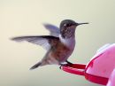 scintillant-hummingbird_02.jpg