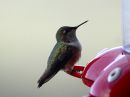 scintillant-hummingbird_03.jpg
