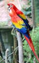 scarlet-macaw_06.jpg
