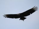 black-vulture_02.jpg