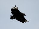 black-vulture_04.jpg