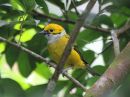 silver-throated-tanager_01.jpg