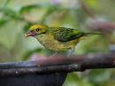silver-throated-tanager_03.jpg
